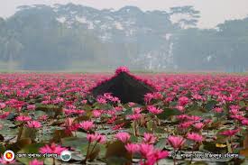 সাতলার বিল