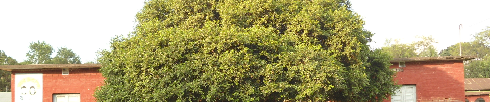 পিটিআই, ঠাকুরগাও