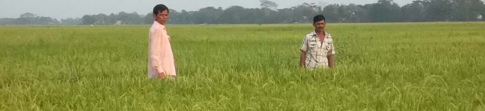 ফসলের মাঠ