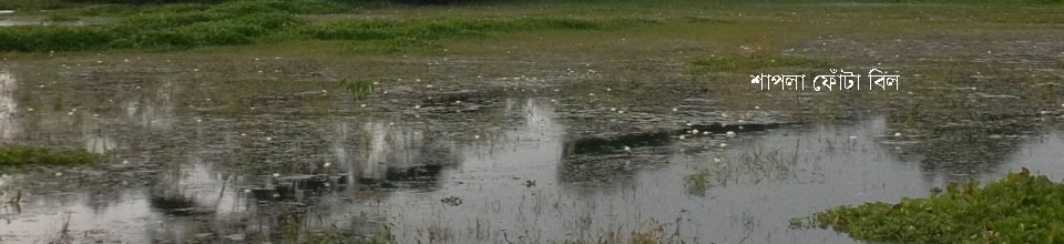 শাপলা ফোটা বিল