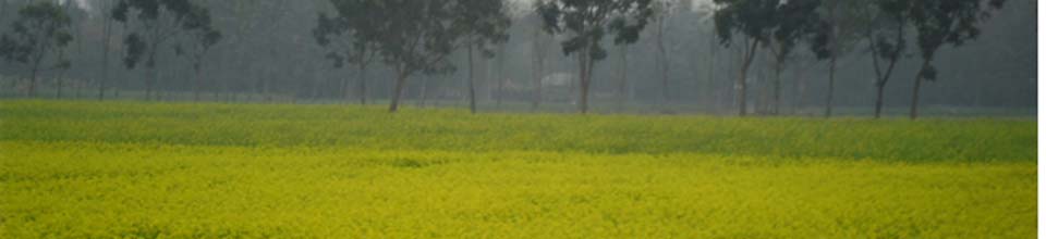 ২নং পুটিমারী ইউনিয়ন চেয়াম্যানের সরিষা ক্ষেত