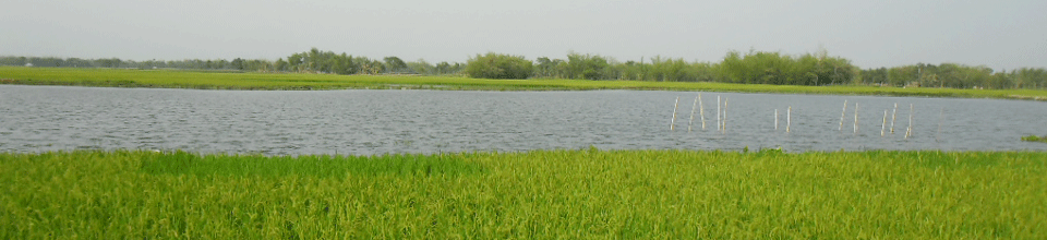 ২নং পুটিমারী ইউনিয়নে টেংগনমারীর একটি বিশাল বিল