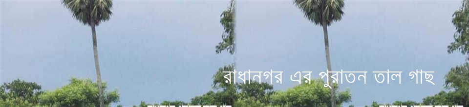০১ রাধানগর ইউনিয়নের পুরাতন তালগাছ