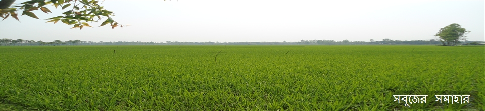 বিস্তৃর্ণ ফসলের মাঠ
