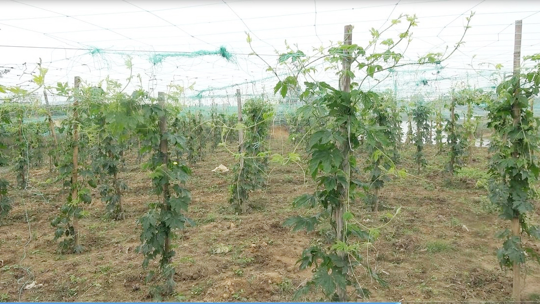 সবজি ক্ষেত