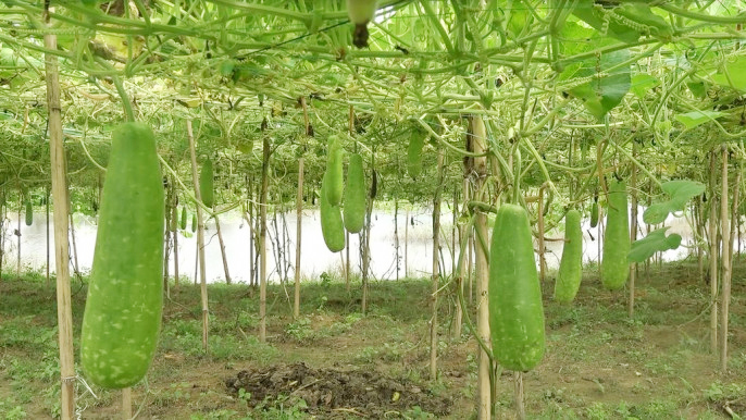 রায়পুর ইউনিয়নের নাপিতের চর একটি পুকুরে লাউয়ের মাচা।
