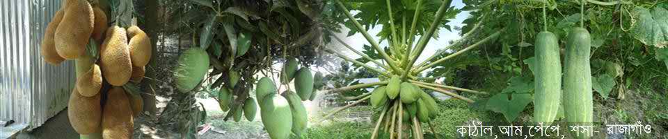 রাজাগাঁও শাক সব্জ্বি উৎপাদন।