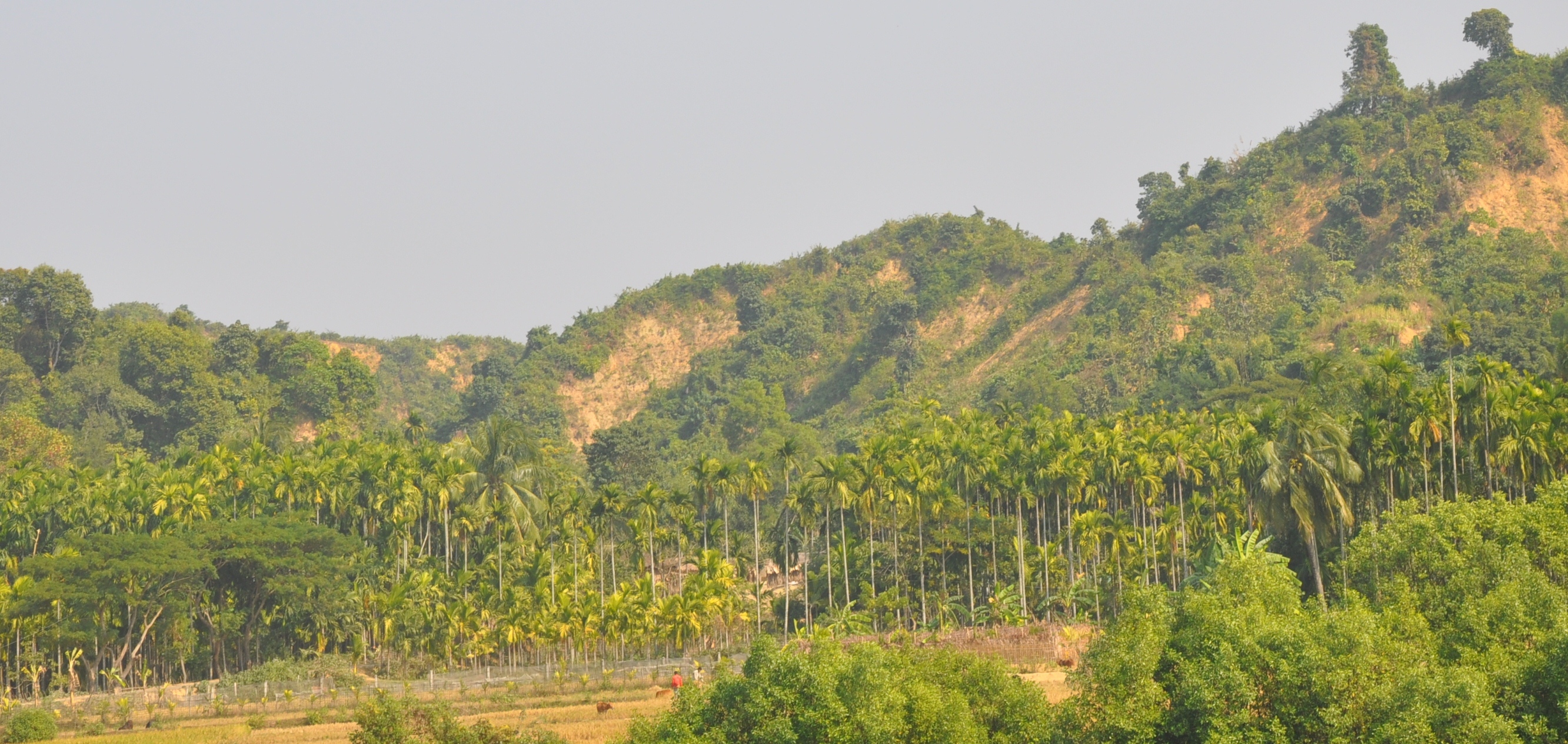 রাজাপালং ইউনিয়ন পরিষদ তথ্য সেবা কেন্দ্রে স্বাগতম