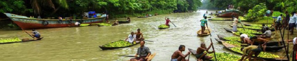পেয়ারা বাগান