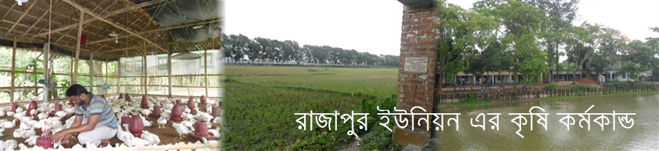 রাজাপুর ইউনিয়ন এর কৃষি কর্মকান্ড