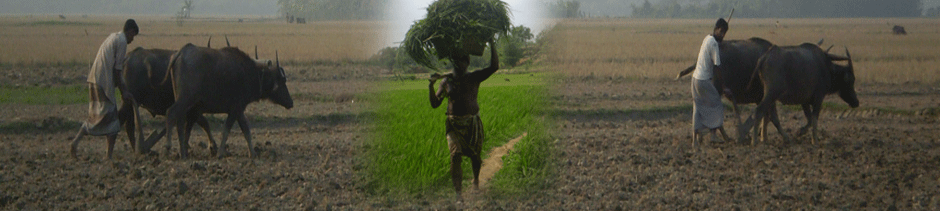 কৃষক জমি চাষের কাজ করছে