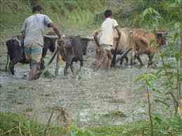 কৃষি ও প্রাণিসম্পদ