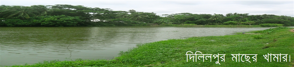 দিলিল পুর মাছের খামার।