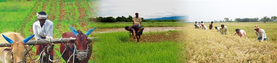রাজনগর ইউনিয়নর কৃষকদের ধান চাষের চীত্র