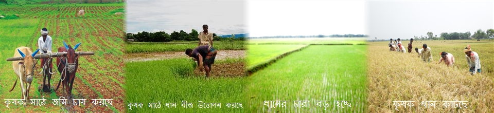 রাজনগর ইউনিয়নর কৃষকদের ধান চাষের চীত্র