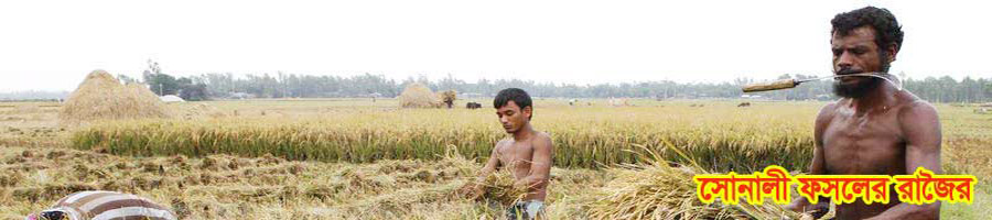 সোনালী ফসল