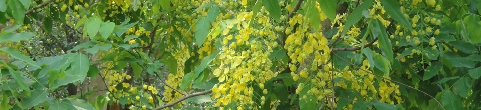 সোনালো ফুল