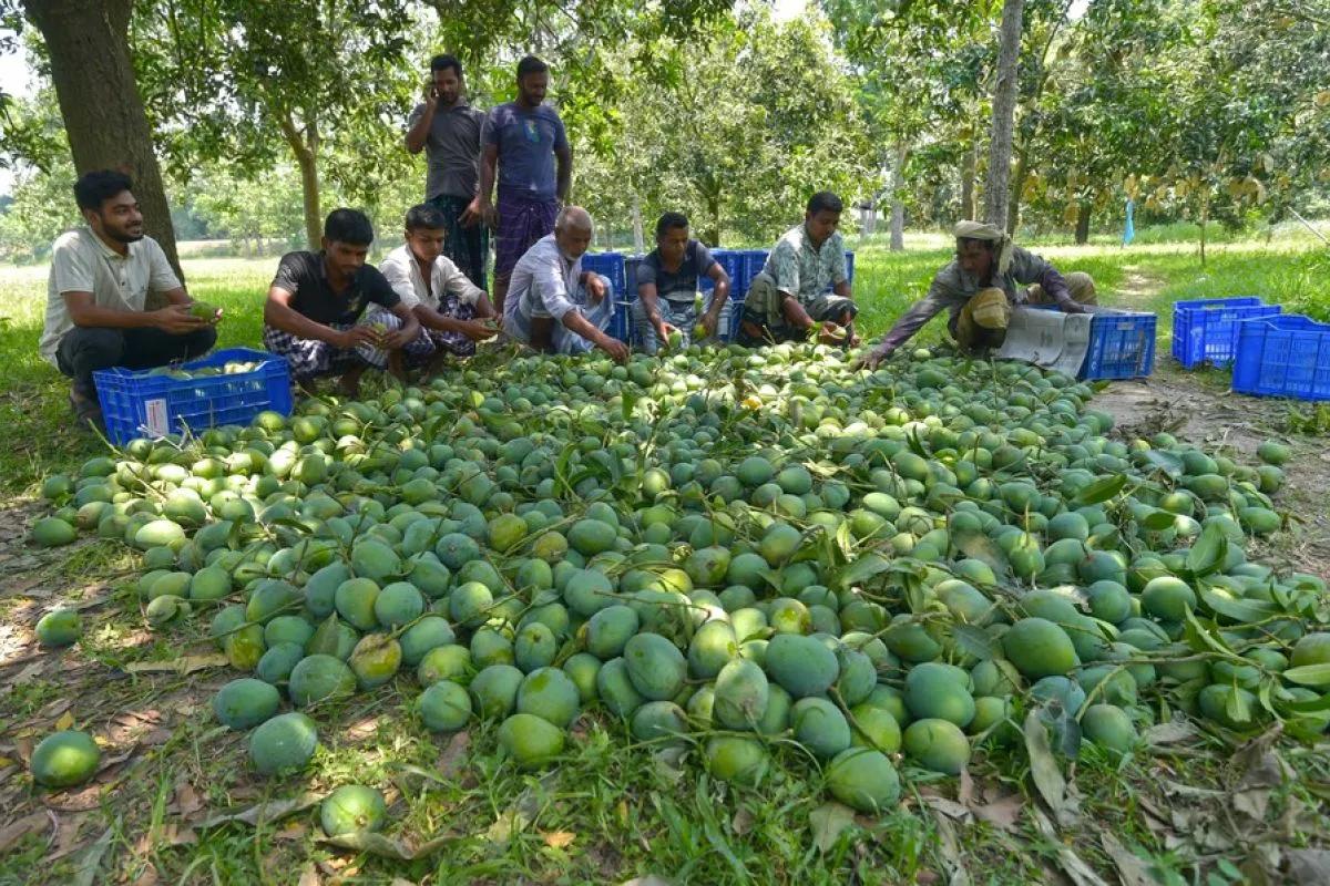 Sejenak melongok panen raya di "Ibu Kota Mangga" Bangladesh - ANTARA News