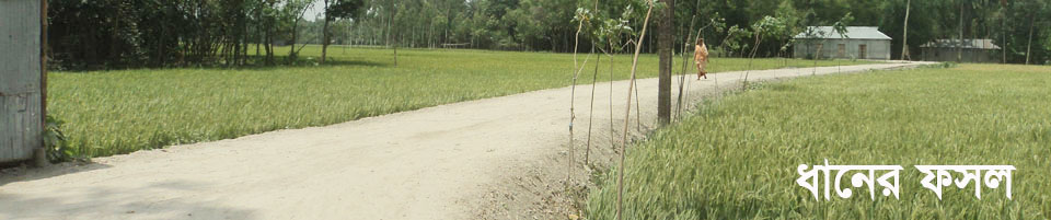 রামচন্দ্রপুর ইউনিয়নের ৯নং ওয়াডের রাস্তার দুই ধানের জমির ফসলের দৃশ্য