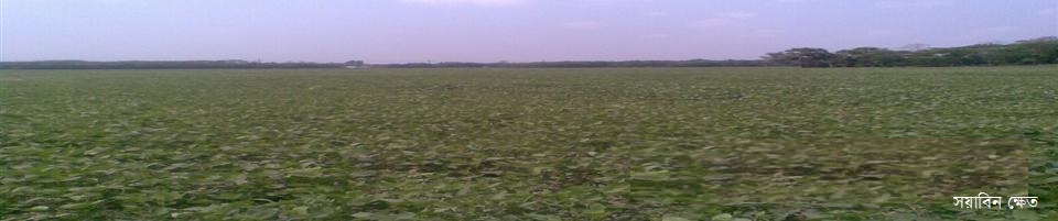 সয়াবিন ক্ষেত