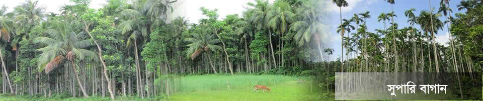 সুপারি বাগান