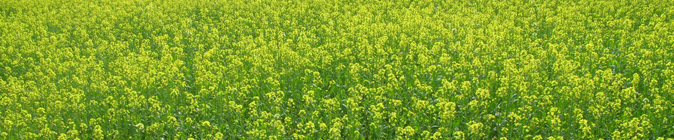 সরিষা ক্ষেত