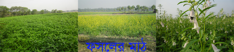 ফসলের মাঠ রামনগর ইউনিয়ন
