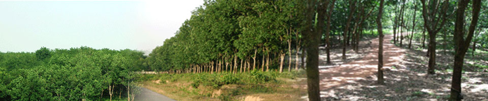 বাগান এলাকা