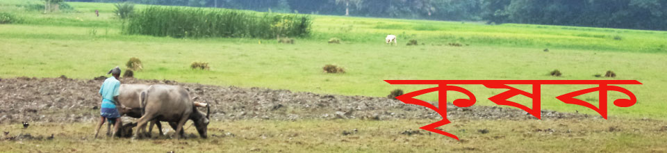 রণগোপালদী ইউনিয়ন পরিষদ