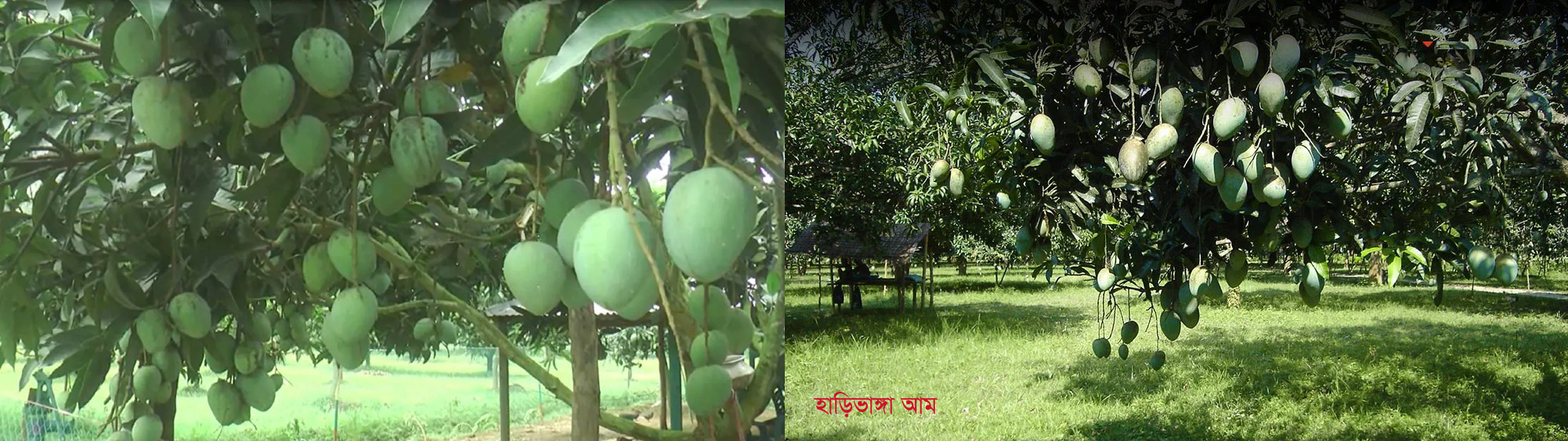 হাড়িভাঙ্গা আম