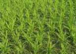 কৃষি ও প্রানীসম্পদ