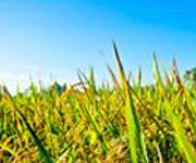 কৃষি ও প্রাণিসম্পদ