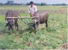 কৃষি ও প্রাণিসম্পদ
