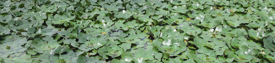 আঞ্চলিক কৃষি গবেষণা কেন্দ্র, জামালপুর