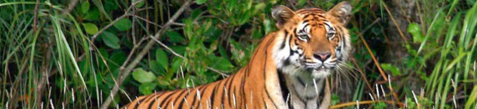 সুন্দরবনের রয়েল বেঙ্গল টাইগার