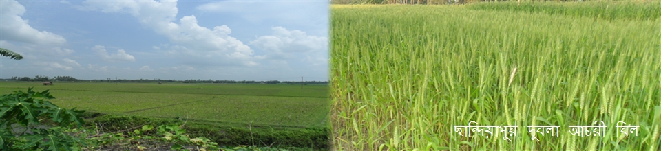 ছান্দিয়াপুর দুবলা আচরী বিল