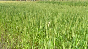 ছান্দিয়াপুর দৃবলা আচরী বিল