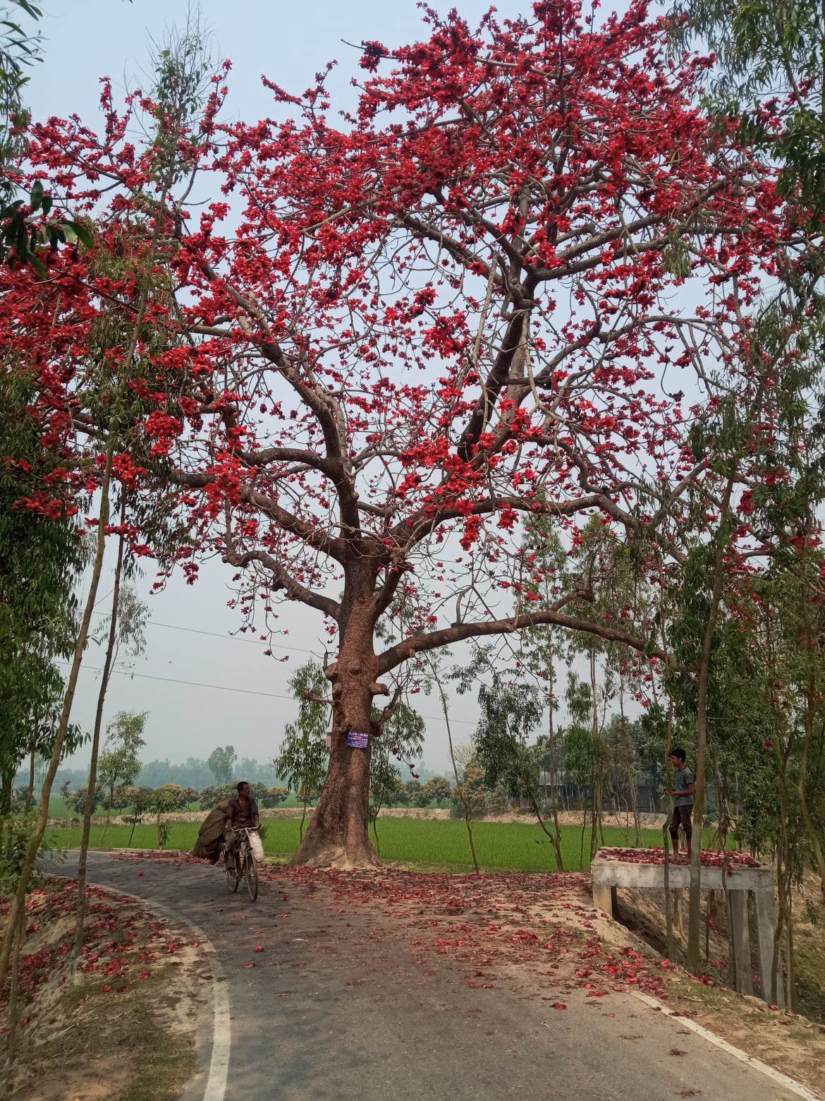 কিছু ছবি