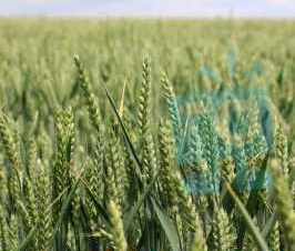 কৃষিওপ্রাণিসম্পদ