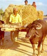 কৃষি ও প্রাণিসম্পদ