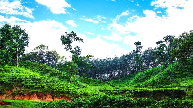 মালনীছড়া চা বাগান,সিলেট