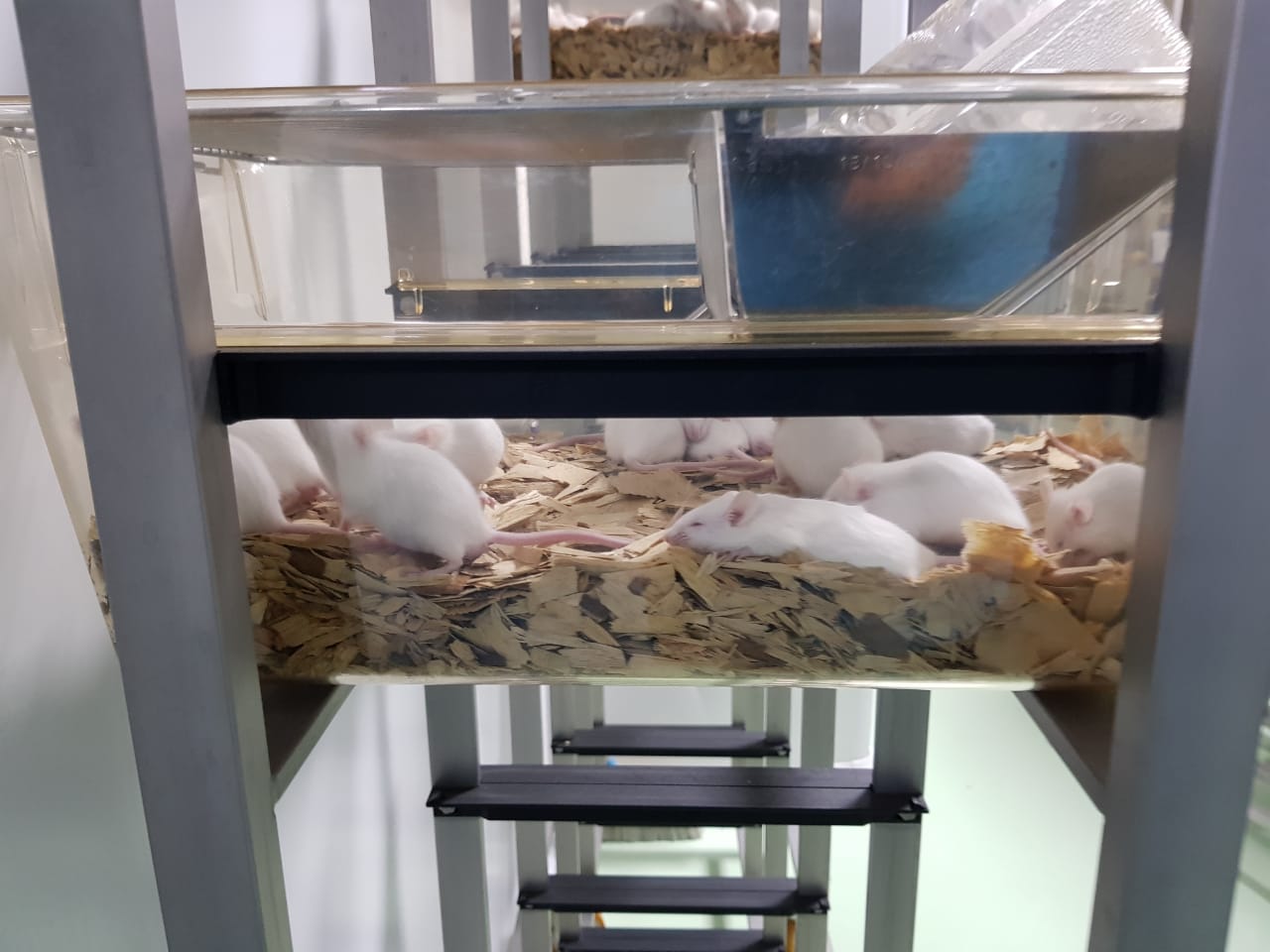 Healthcare pharmaceutical limited