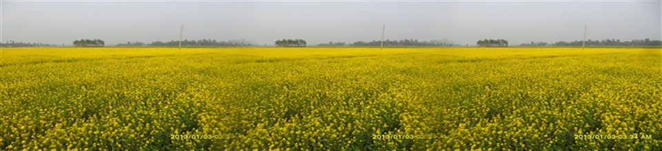 রেৌমারী ইউনিয়নের সরিষার ছবি