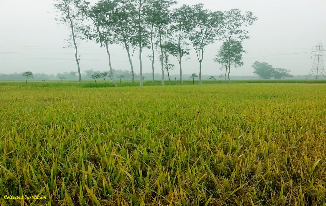 ইউনিয়ন ফটো গ্যালারী