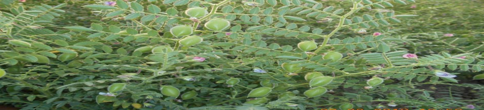 ছোলার মাঠ