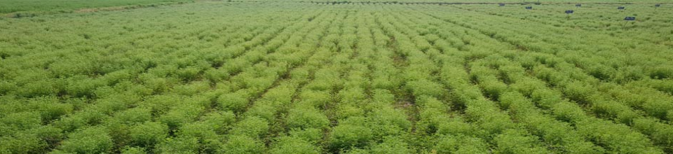 মসুরের মাঠ