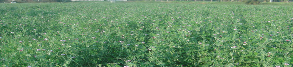 মটরের মাঠ