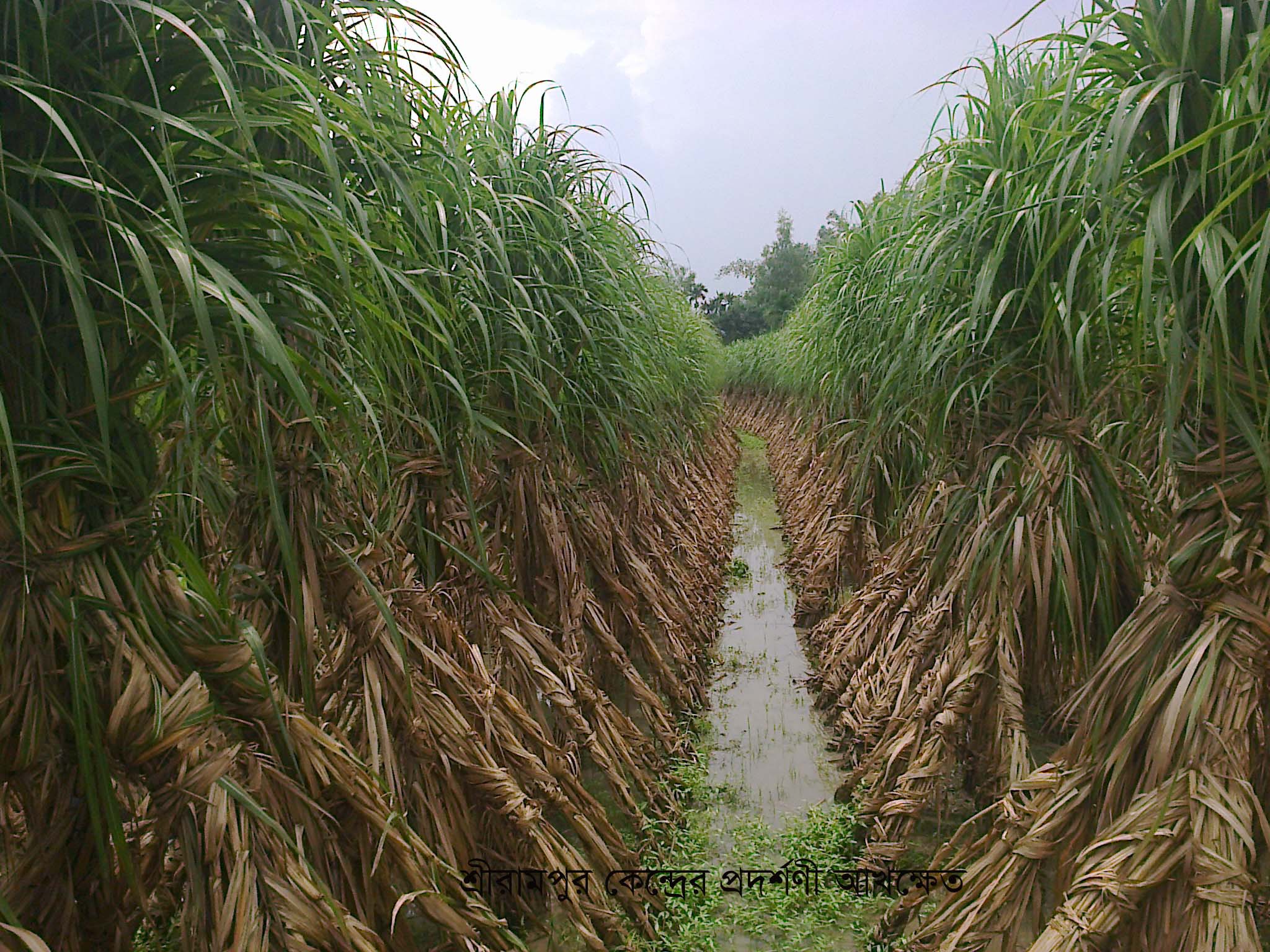 ব্যানার-১
