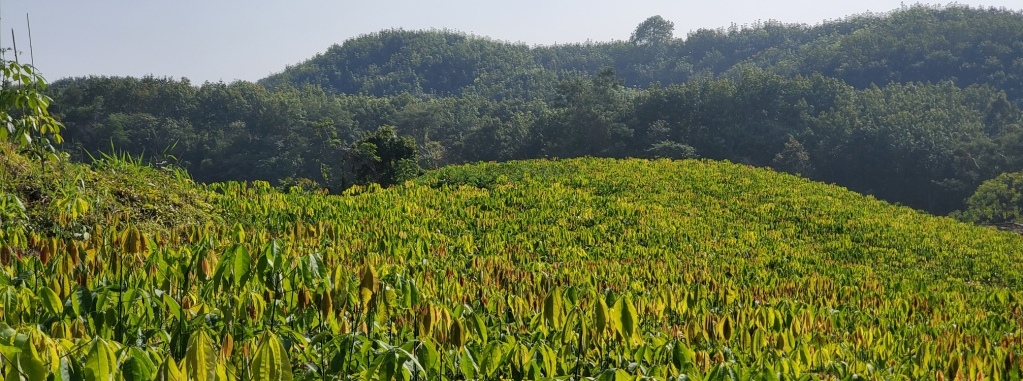 রাবার গাছের চারা