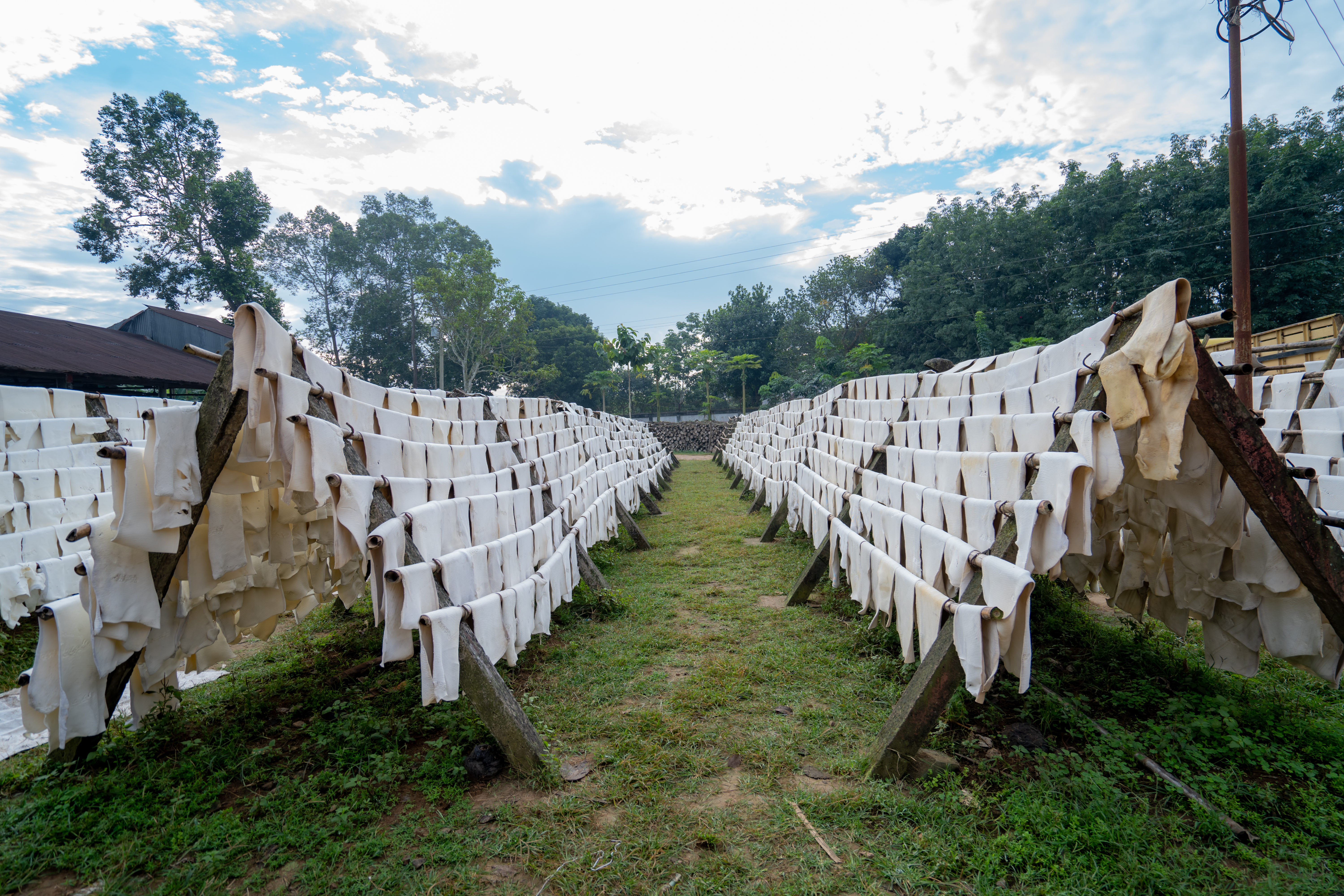 রাবার শিট